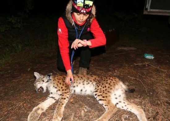 kars-vaşak-kuzeydoğa-derneği